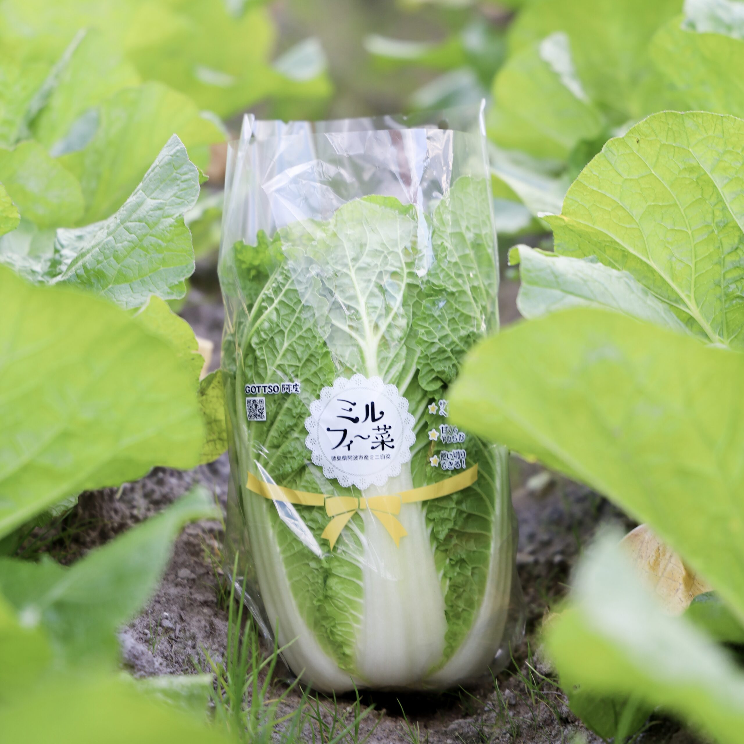 種から育てるミニ白菜 DAISO そだレポ 栽培レポート by7fushiみんなの趣味の園芸