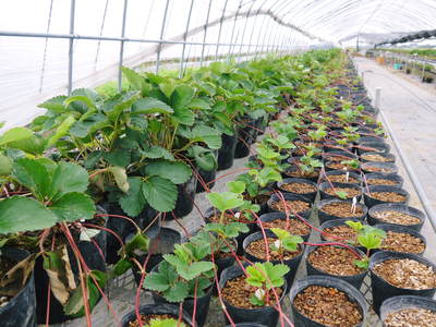 いちごの増やし方はランナーを切るタイミングが重要？株分け方法も解説🍀GreenSnap グリーンスナップ