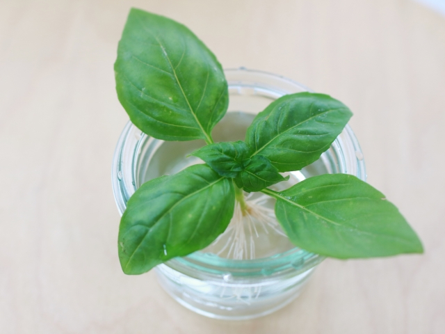 イタリアンパセリの代わりに使える6つの食材と普通のパセリとの違いお菓子パンづくりの材料・道具の代用紹介