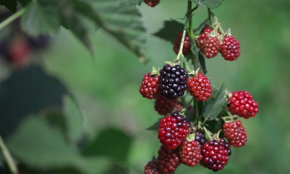 ブラックベリーの美味しい食べ方やレシピとは？体にうれしい栄養がたっぷり！CHANOYU
