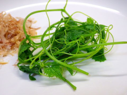 からすうり苗の販売と栽培方法メデタシ種苗