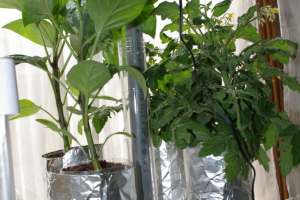 パプリカの水耕栽培 : 野菜・花・多肉のかんたん水耕栽培