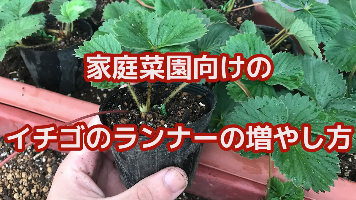 いちご 水耕栽培 増やし方TikTok