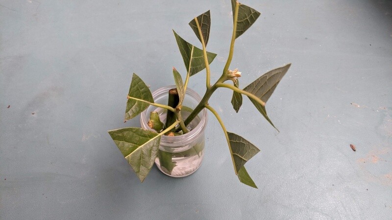 アボカド挿し木。 ・ 地上部死にましたが、発根してました！やり方を工夫したらなんとかいけますね。 ・ 枝から個体が増やせたら、凄いですね・avocadocutting挿し木アボカド