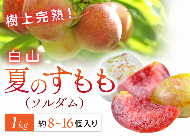 今日より、ソルダムの販売あります。 収穫量が少ないため、店頭に並ぶ数は限られてしまいますが、果肉が赤く、甘酸っぱく、とても美味しいです。また、桃は「昴紀」を販売中です。ソルダム桃農家桃桃直売所佐野フルーツライン