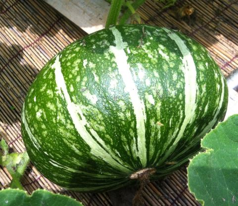 春に植える野菜8選！栽培しやすいおすすめの種類は？HORTI by GreenSnap
