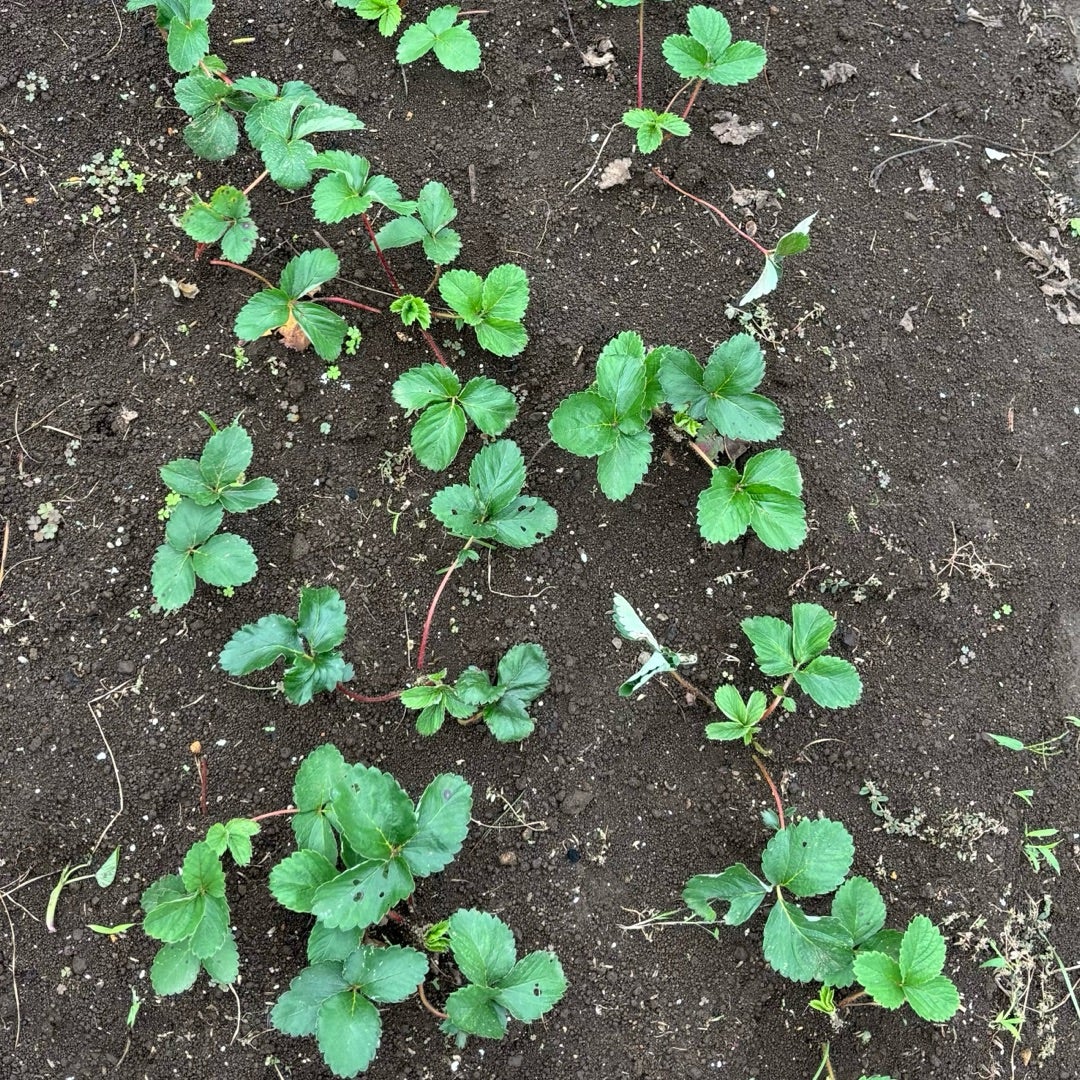 苺のランナーを使った苗の増やし方 -写真入りで詳しく紹介-明日は明日の薔薇が咲く