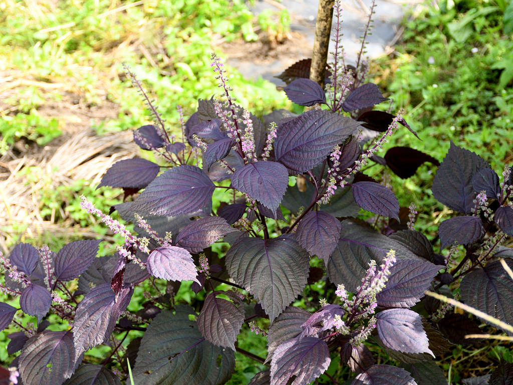 紫蘇 写真集 ４