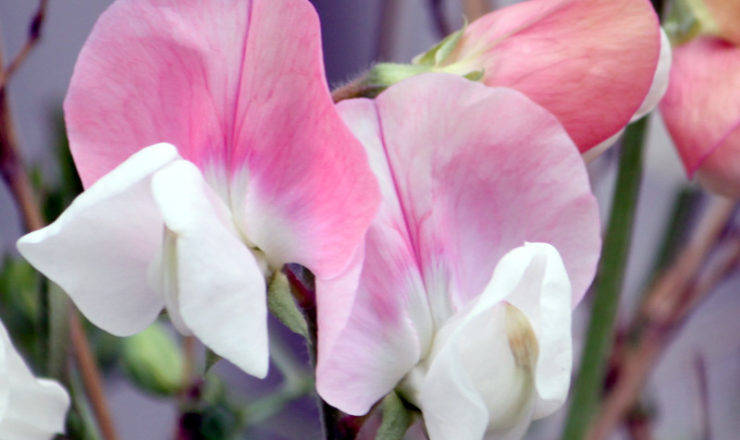 残2紫の絞りが素敵なスイートピー詩かすみ。 しかしスイートピーてどうしてこんなに いい香りなの🥺 スイートピーの束に顔をうずめたい。詩かすみ 仙台花屋