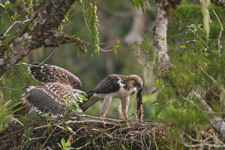 フィリピンワシ - Wikipedia