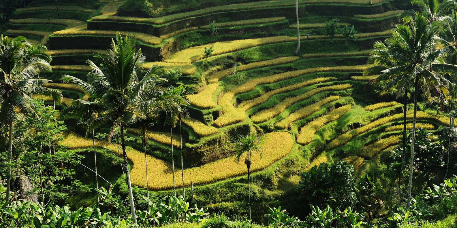 テガララン タグの記事一覧笑うバリ島