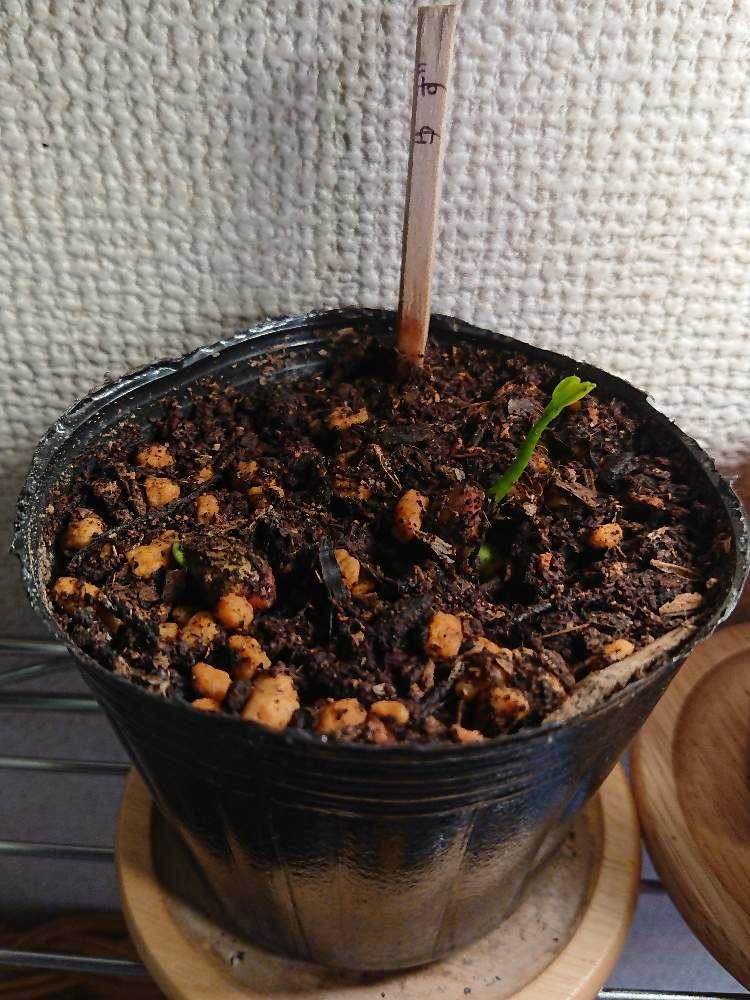 柚子の木を種から育てて3-4年目です。葉が白っぽく、黄色い葉 園芸相談Q＆Aみんなの趣味の園芸