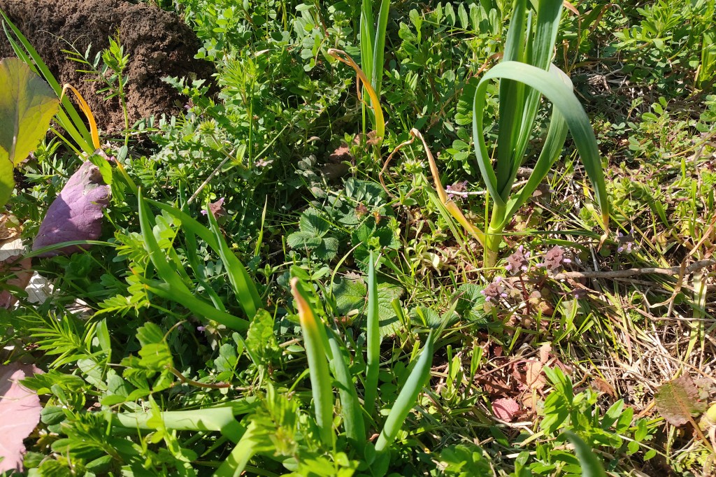 コンパニオンプランツって何？ 〜エディブルガーデン用語集LOVEGREEN ラブグリーン