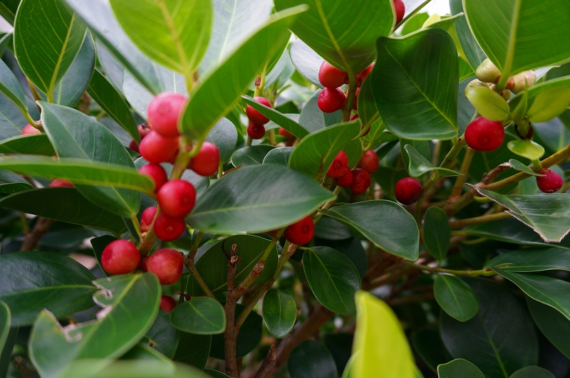 ガジュマルの育て方について質問です。現在、写真のようになっていま- Yahoo!知恵袋