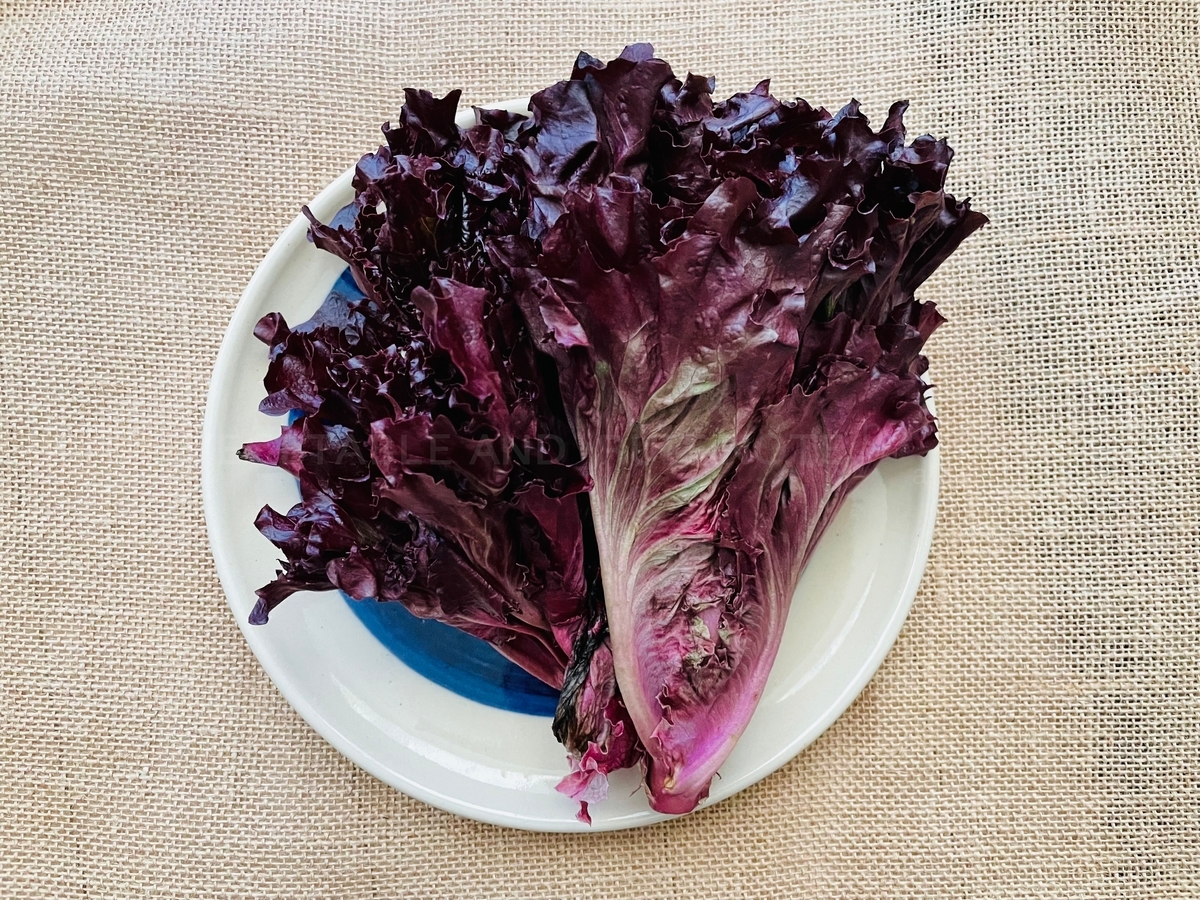 レタス」がところどころピンク色です この変色の“正体”は何ですか？ あやしい野菜Q&A- All About ニュース