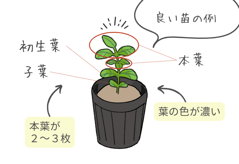 プランターで家庭菜園 採れたてが味わえる！枝豆の簡単栽培カゴメ株式会社