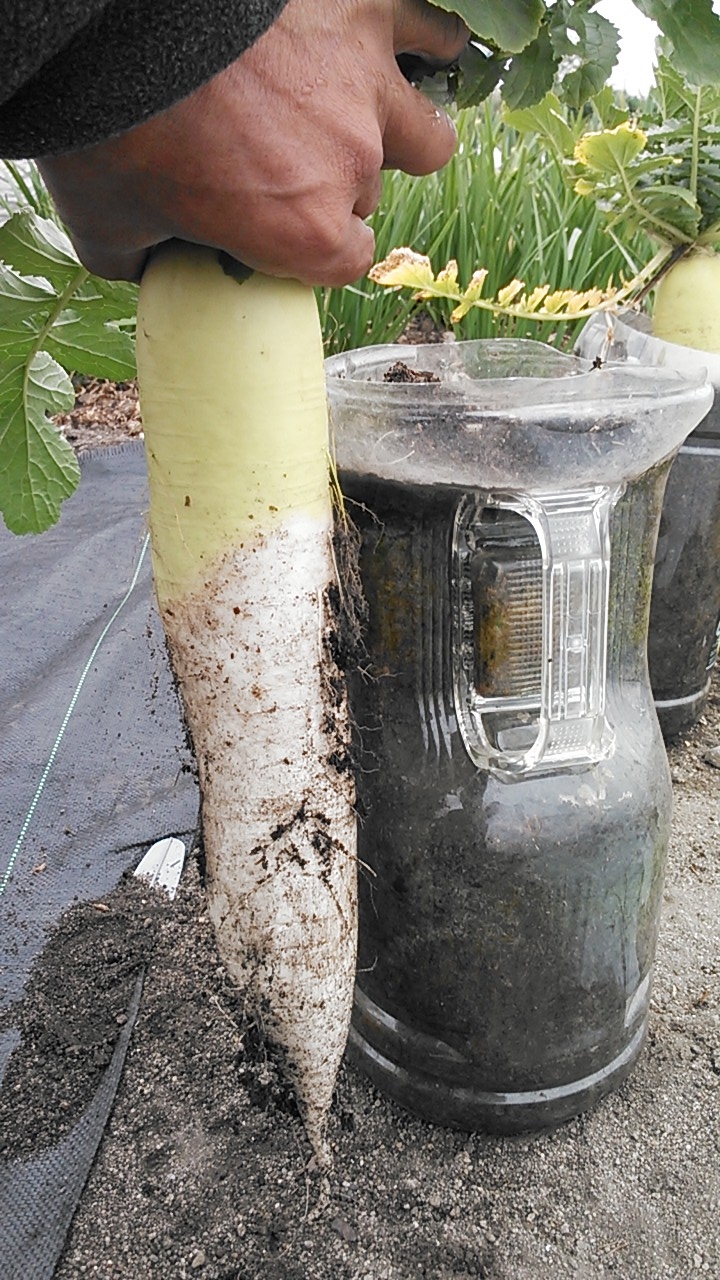 ペットボトルで大根栽培の様子です,発芽後から液体肥料を使用し栽培 , フルバージョンはYouTubeにてご覧ください^ ^,大根,水耕栽培,radish ,hydroponics