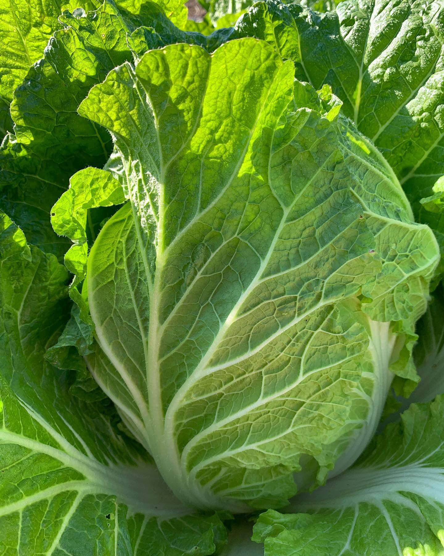 まるごと使いきれる！ ミニ白菜 の特徴や美味しい食べ方食・料理オリーブオイルをひとまわし