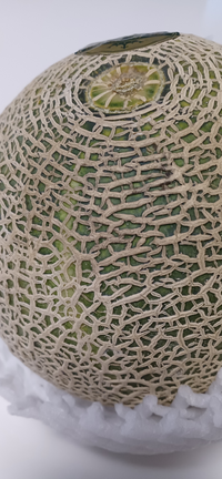 食べたメロンの種を鉢植え １ 種まき～育苗晴れ時々趣味の園芸