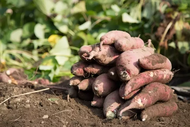 さつまいもの収穫時期・タイミング 動画ありアイアイ自然農園 - 愛知県にて無肥料・無農薬の自然農法で安心・安全な野菜を栽培する体験農園