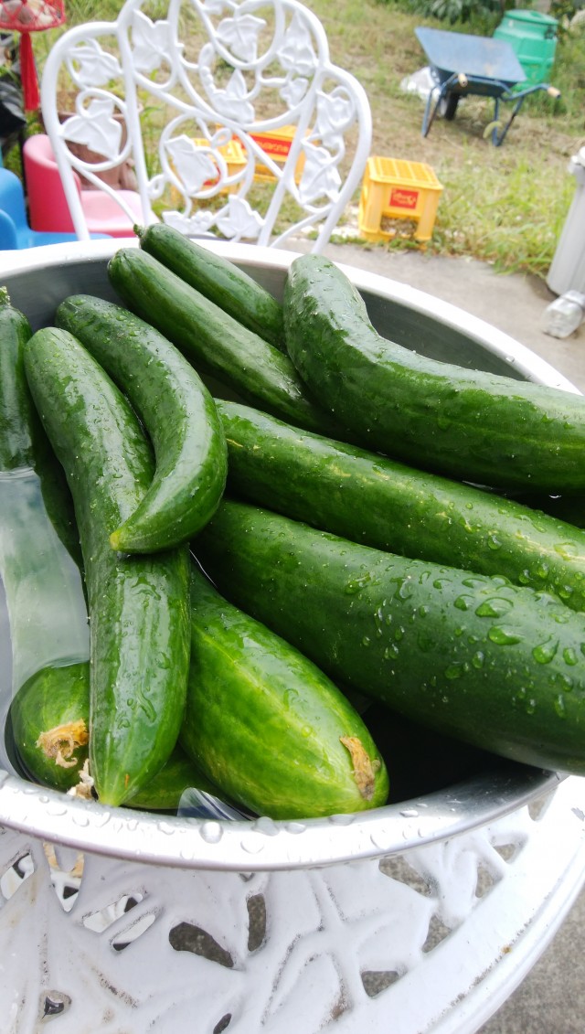 完全保存版 きゅうりの正しい保存方法冷蔵・冷凍・解凍テクニックまで徹底解説！ N.D.Kitchen- エキスパート - Yahoo!ニュース