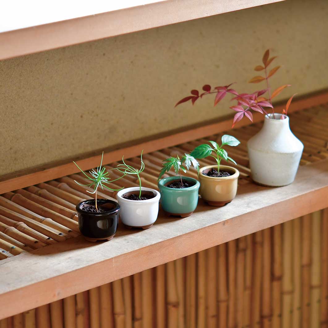 金豆盆栽 きんず鉢下高約30センチ キンズB きんず・金豆 実