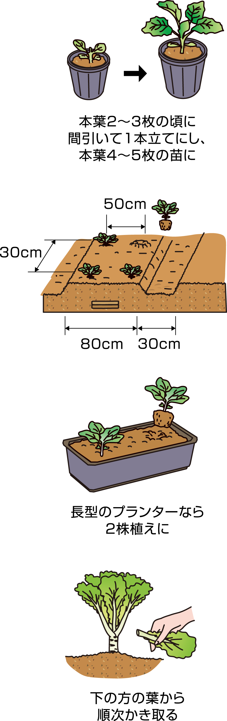 政兵衛ファーム広島の知られざる名産「わけぎ」。生産地・岩子島の新たな挑戦広島CLiP新聞