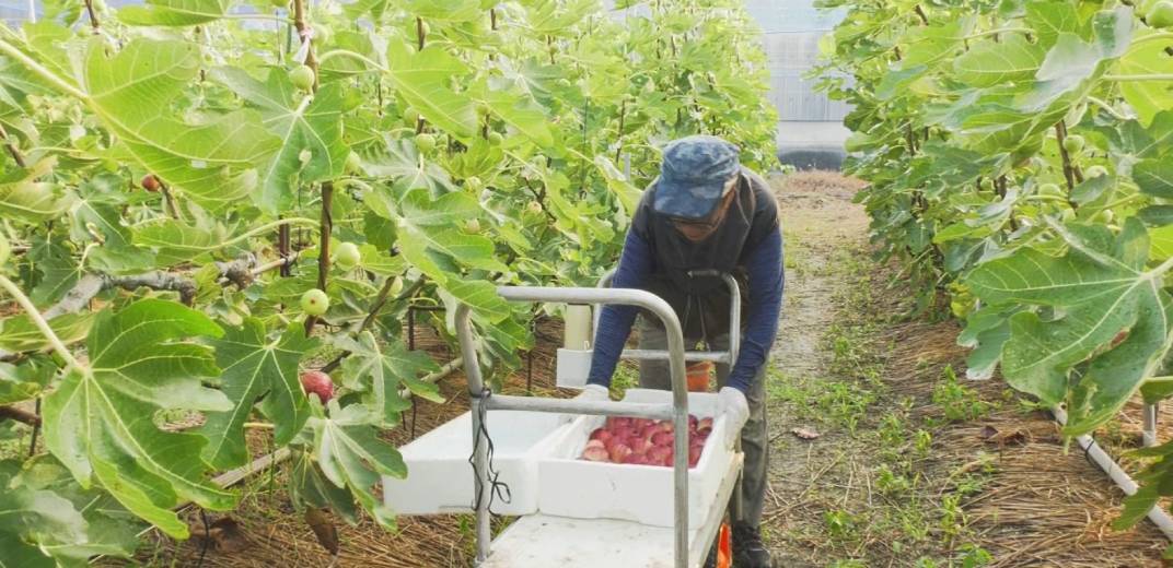イチジクの品種にはどんなものがある？特徴は
