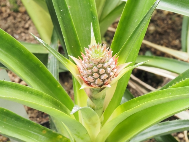 失敗 パイナップルを育ててみるそだレポ 栽培レポート byまサプリみんなの趣味の園芸