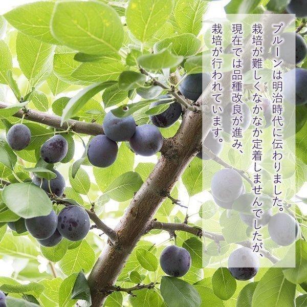予約北海道産プルーン 生 １kg フルーツ 果物 秋の味覚 9月中旬より予約順に発送 甘露 化粧箱入り生のプルーン～９月の旬～北海道仁木町産:北海道の特産品 ＪＡタウン 産地直送 通販 お取り寄せ