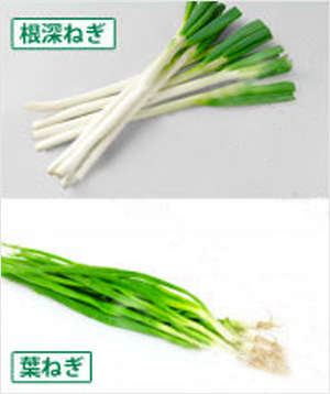 根深ねぎのイラスト素材 - PIXTA