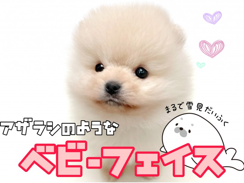 料金表 わたあめのトリミング・カットメニュー料金一覧