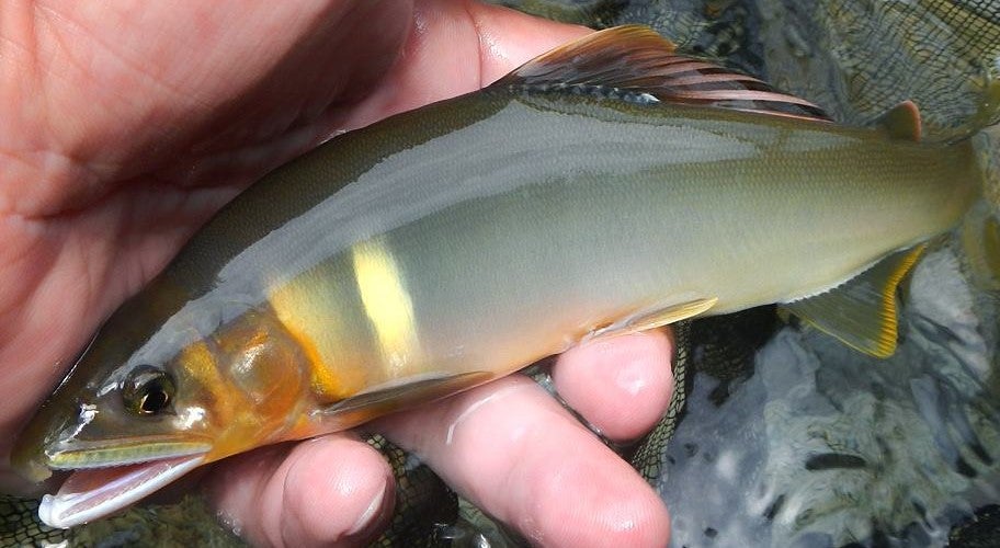 大鮎特集 大鮎対応 便利グッズ □鮎パック 鮎冷凍保存用袋