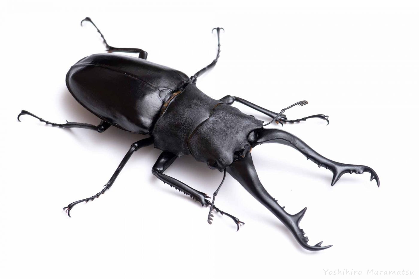 クワガタの幼虫をバナナ飼育でデカくする