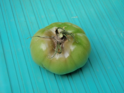 腐ったトマトの見分け方は？賞味期限や日持ちさせる方法も紹介！果茄子屋のお役立ちコラム