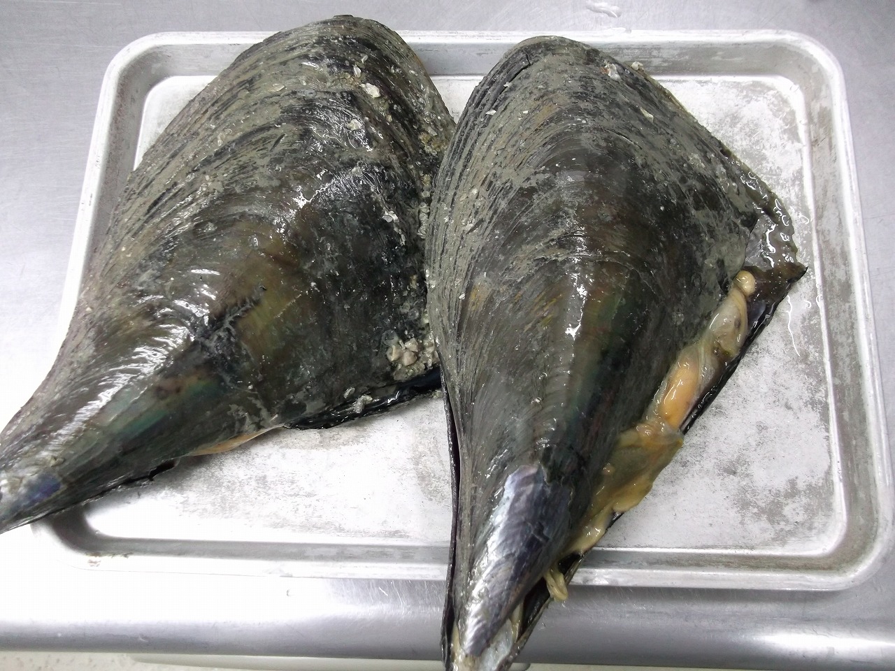 春が旬の巨大貝『タイラギ』は「二度美味しい」 理由は寄生生物にありTSURINEWS