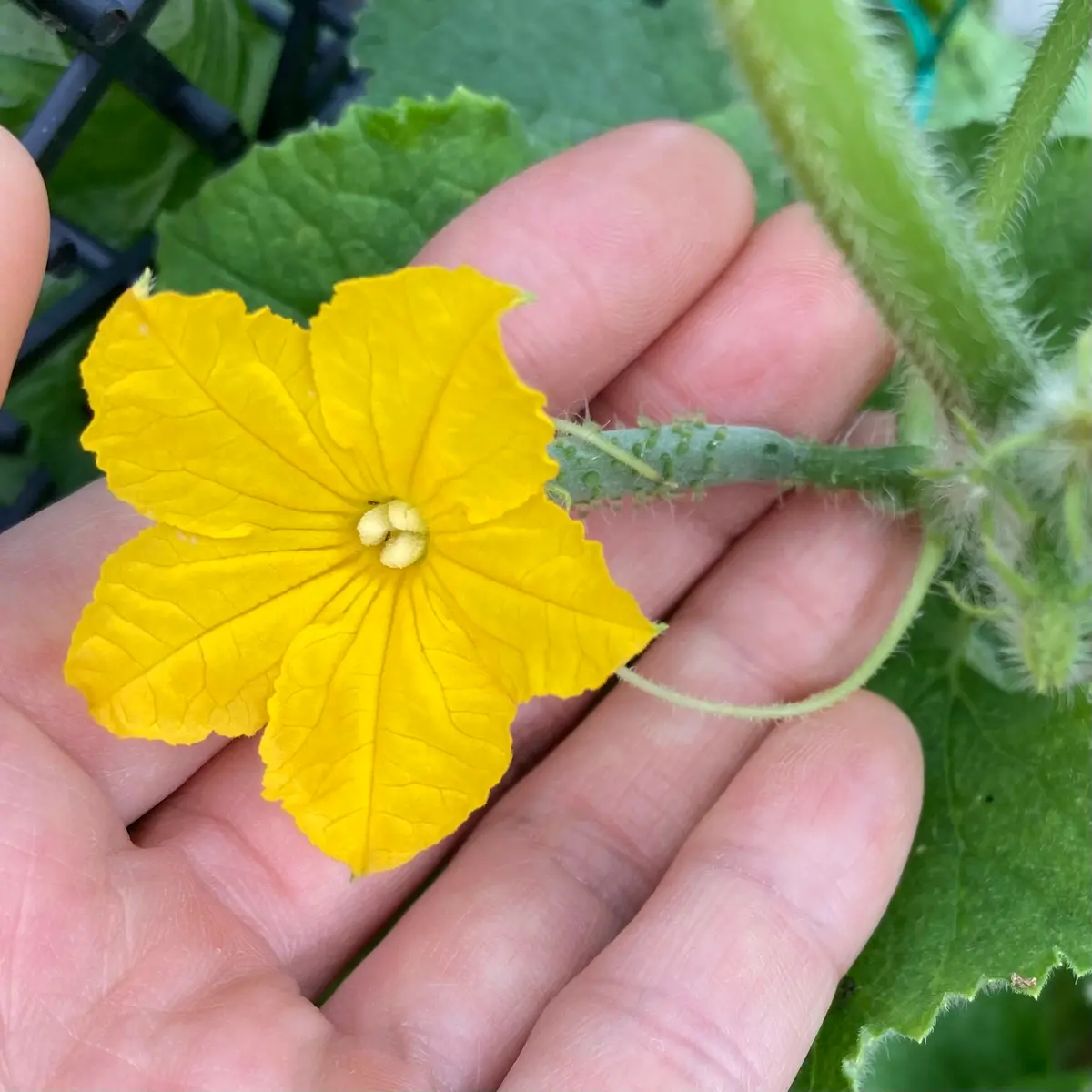 キュウリの雄花 写真素材6465956- フォトライブラリ