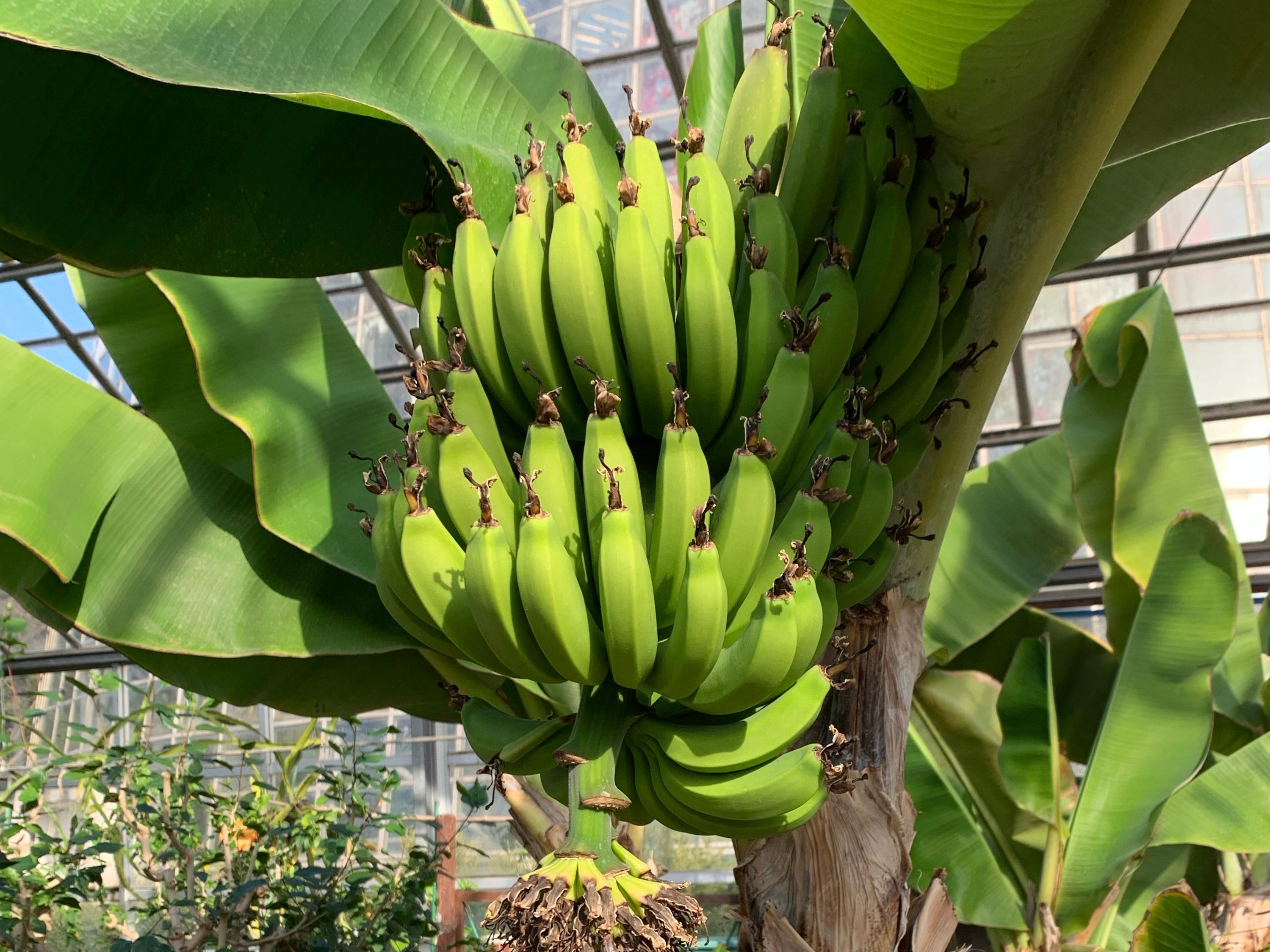 バナナの保管、それは目的 ミニマリスト志望主婦のシンプル収納- 平屋持て余シンプルライフ