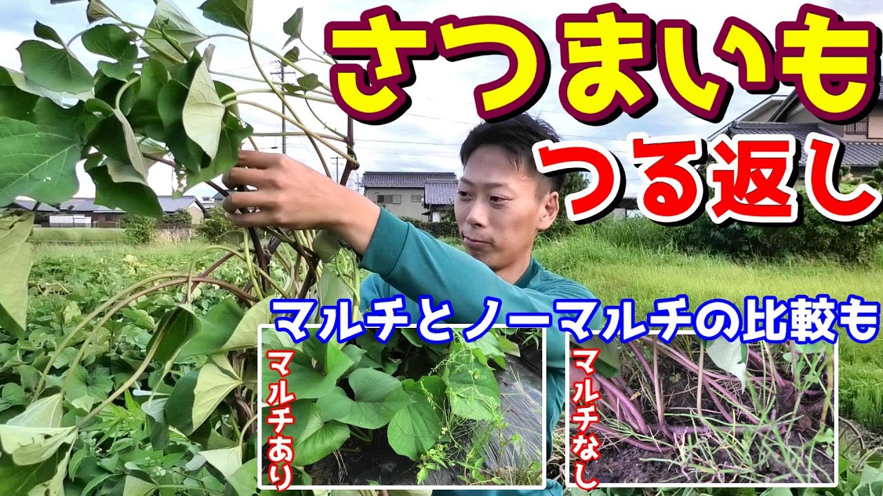 2020年さつまいも収穫風景 7 いもを切らないようにツルを鎌で切る様子