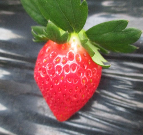 直売所の紹介奈良県の電子苺産直農家 東田農園