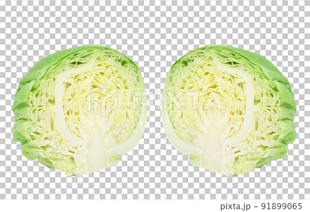 キャベツのイラスト - 可愛い野菜キャラ・リアル・おしゃれなフリー素材 - チコデザ