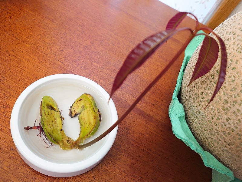 宮崎マンゴーの種からの発芽☆今日のできごと - 楽天ブログ