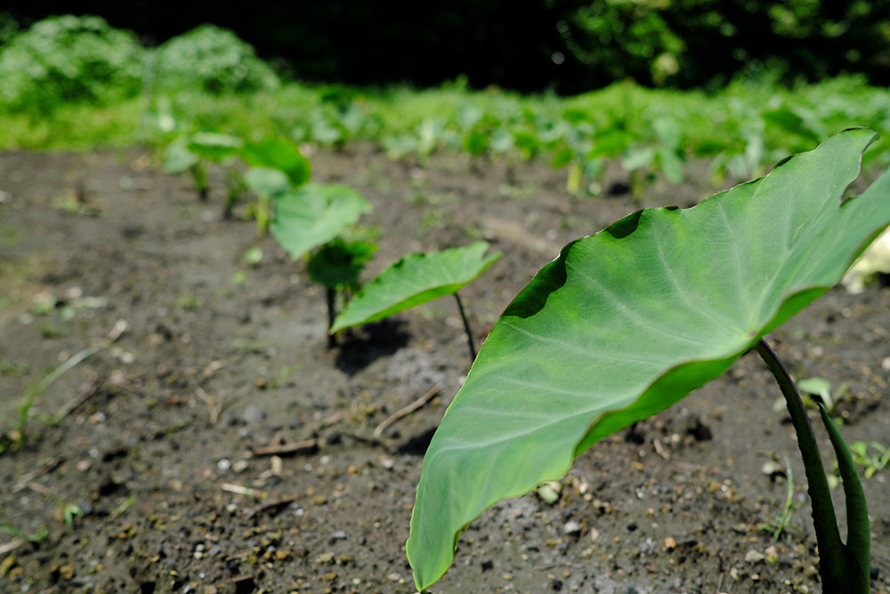 栽培管理ラクチン！いいことづくし！サトイモとショウガを混植してみよう特集・キャンペーン種 タネ ,球根,苗の通販はサカタのタネ オンラインショップ