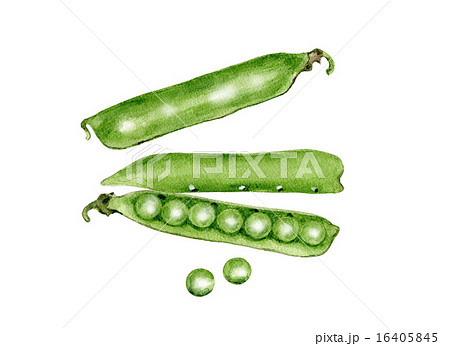 グリーンピースイラスト無料イラスト・フリー素材なら「イラストAC」