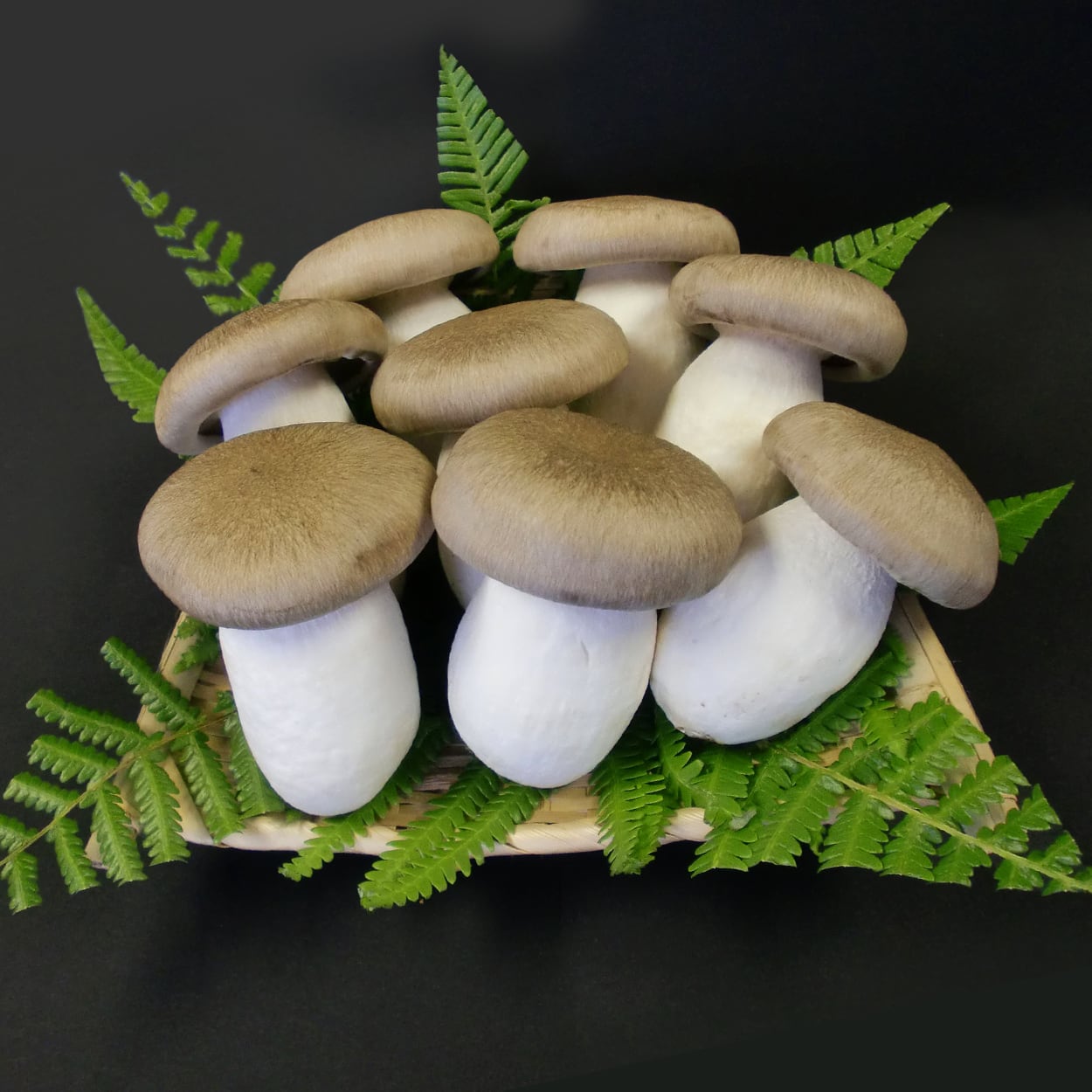 塩蔵 本しめじほんしめじ販売