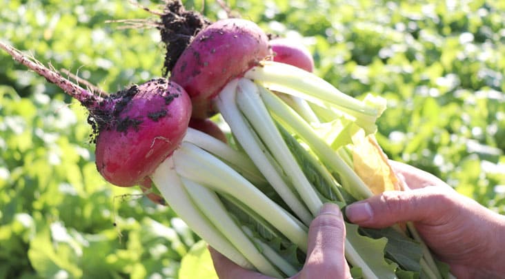 春に植えると良い野菜！初心者でもプランターで簡単にできるおすすめ５選を紹介！しあわせな暮らし応援ブログ SKブログ