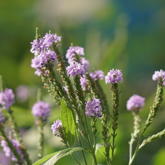 バーベナハスタータ 3色