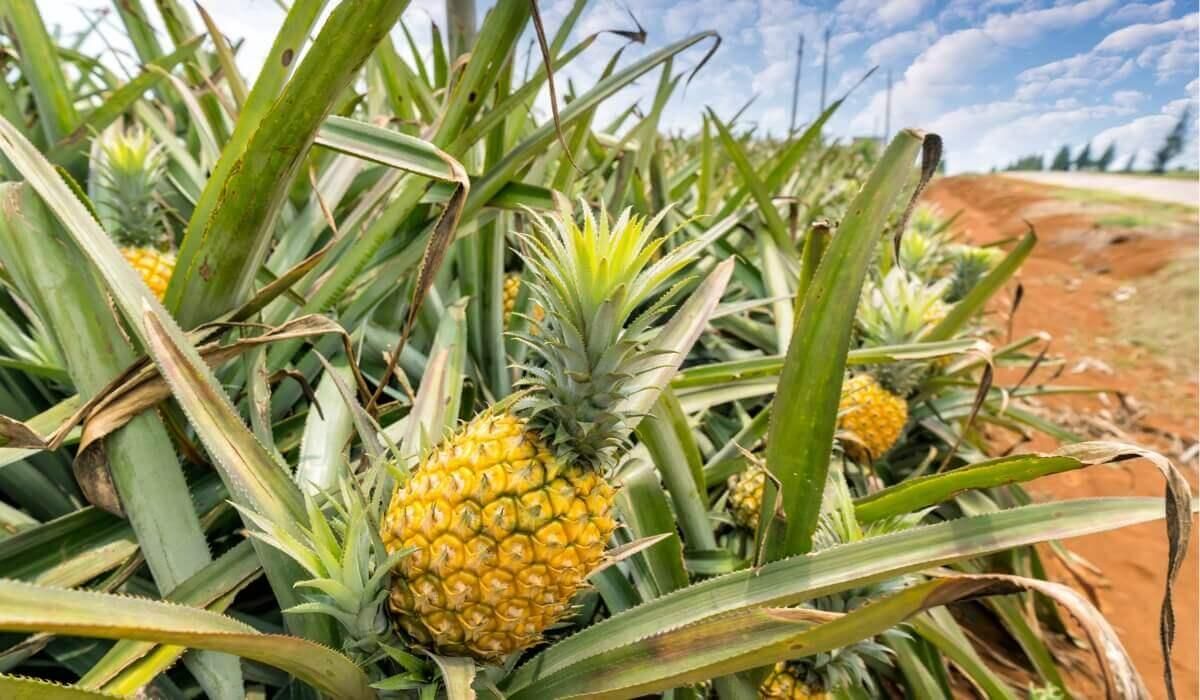 スナックパインの全て：沖縄から届く甘くてジューシーなパイナップルの魅力沖縄県 恩納村 産直市場 - おんなの駅 なかゆくい市場