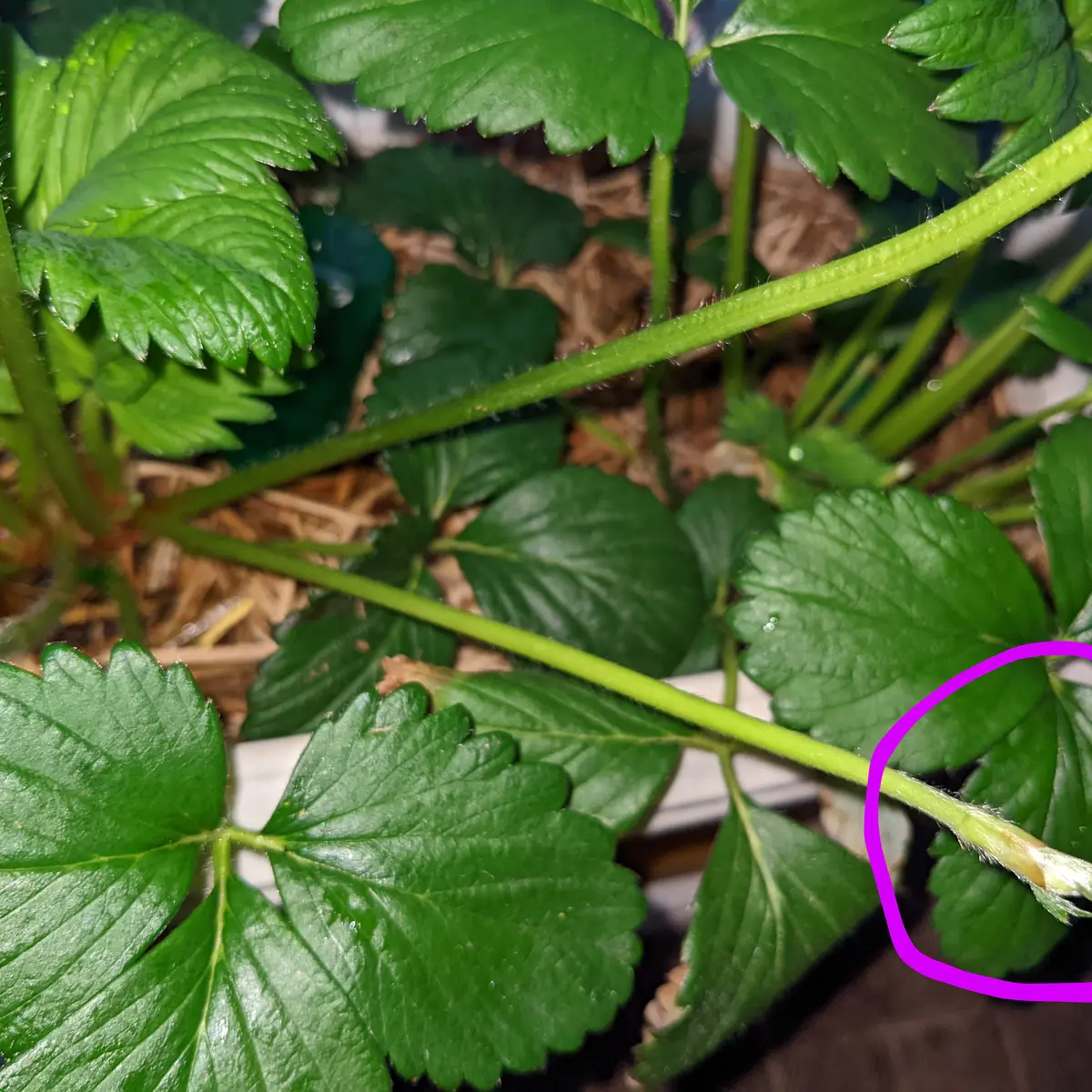 タキイのイチゴ栽培マニュアル野菜栽培マニュアル調べるタキイ種苗株式会社