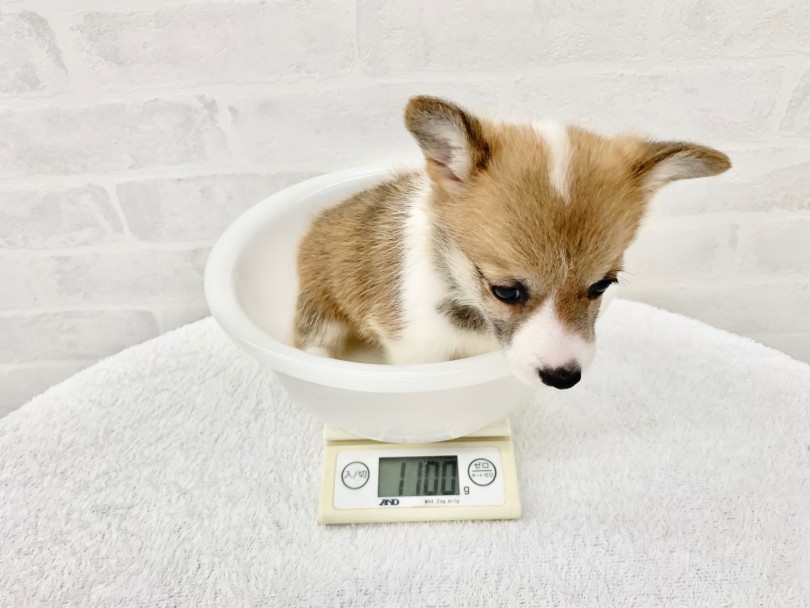 食パン一斤さんにストリートスナップ撮らせていただきました👀🍞TikTokなぴりお食パン一斤コーギー corgiミント犬犬のいる暮らし犬のいる生活コーギーのいる暮らし犬好きな人と繋がりたいいぬすたぐらむ犬スタグラムフォローミーいいね返し